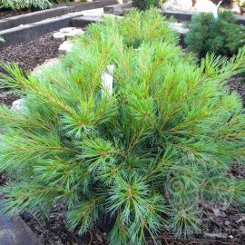 Сосна Минима Веймутова