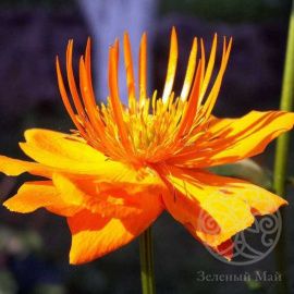 Купальница китайская