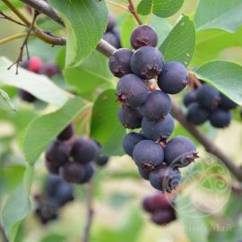 Ирга Тиссен канадская