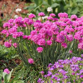 Армерия Монинг Стар Дип Роуз