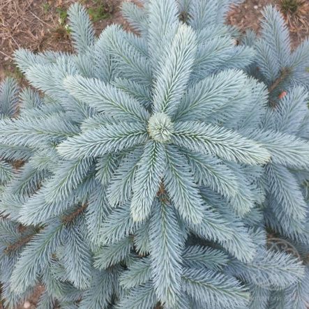 Ель Супер Блю Сидлинг