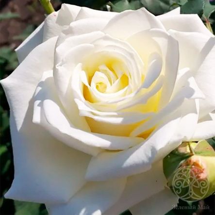 Роза Акито Штамб