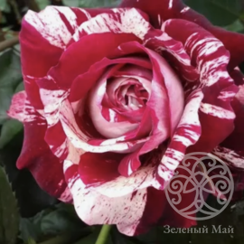 Роза Хулио Иглесиас Штамб