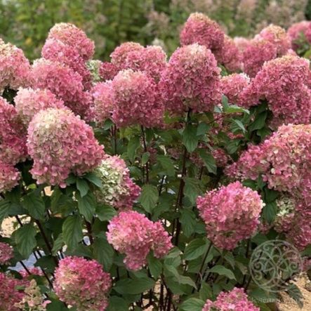 Гортензия Краса Лесково метельчатая 