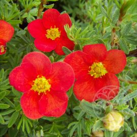 Лапчатка Ред Эйс кустарниковая 