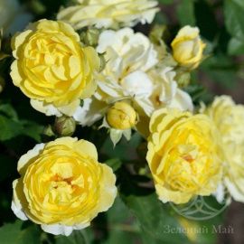 Роза Комтесс дю Барри флорибунда