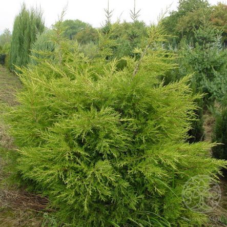 Можжевельник Куривао Голд китайский