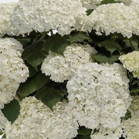 Гортензия Фловер Вау древовидная