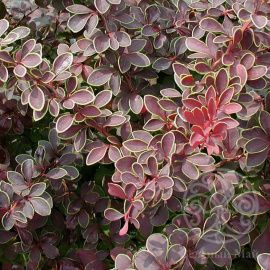 Барбарис Тунберга Коронита