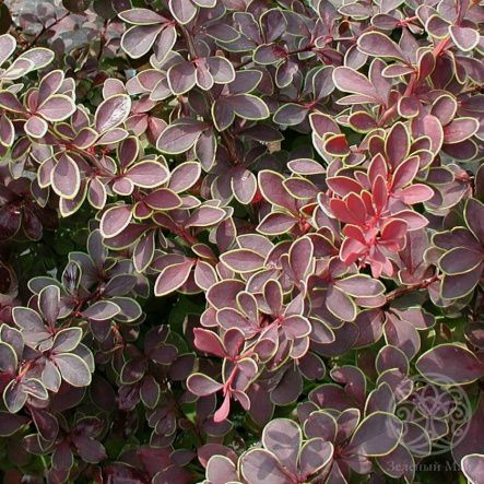 Барбарис Тунберга Коронита