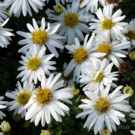 Астра Монте Кассино вересковая