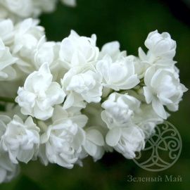 Сирень Память о Колесникове