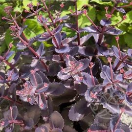 Очиток Чоколад Дроп гибридный