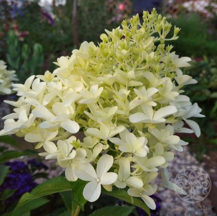 Гортензия Скайфолл метельчатая