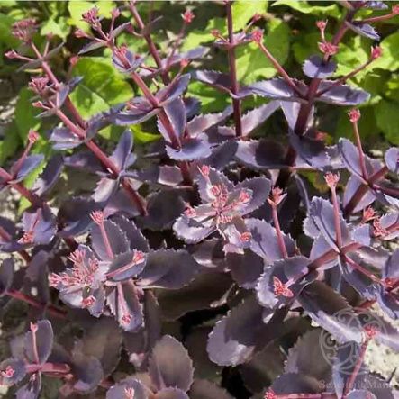 Очиток Чоколад Дроп гибридный 