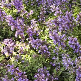 Котовник Фассена Кэтс Мяу