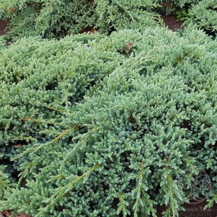 Можжевельник Блю Пацифик прибрежный