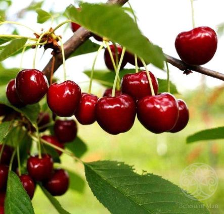 Черешня Мичуринка