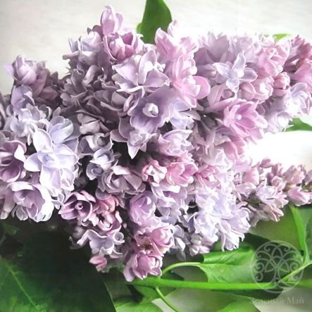 Сирень Валентин Серов