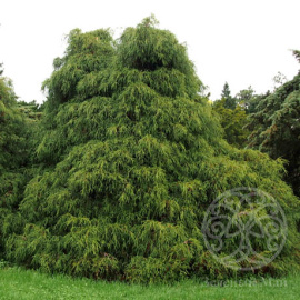 Кипарисовик Филифера горохоплодный