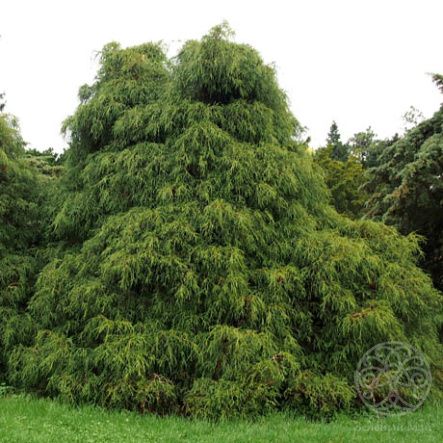 Кипарисовик Филифера горохоплодный