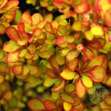 Барбарис Тунберга Мария