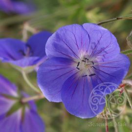 Герань Бруксайд гибридная