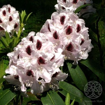 Рододендрон Кальсап гибридный 130 см