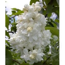 Сирень Моник Лемуан