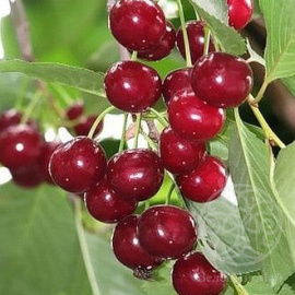 Вишня Шакировская
