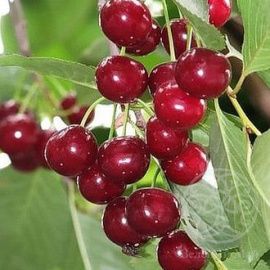 Вишня Шакировская 