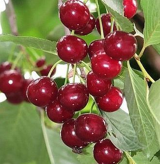 Вишня Шакировская 