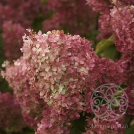 Гортензия Краса Лесково метельчатая 