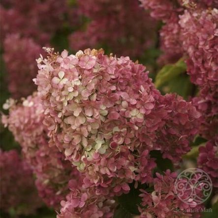 Гортензия Краса Лесково метельчатая 