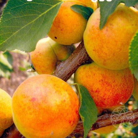 Абрикос Сардоникс