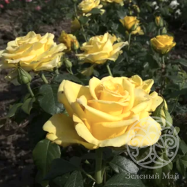 Роза Сейко Штамб