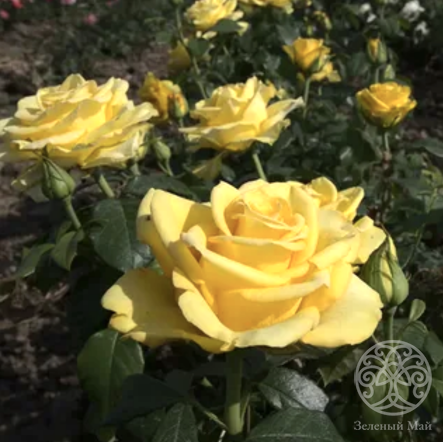 Роза Сейко Штамб