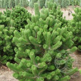 Сосна Орегон Грин 