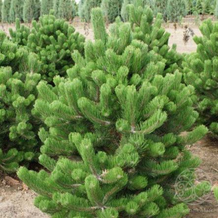 Сосна Орегон Грин 