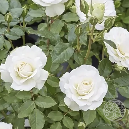 Роза Акито Штамб