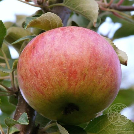 Яблоня Орлинка