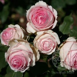 Роза Ферст Леди Штамб