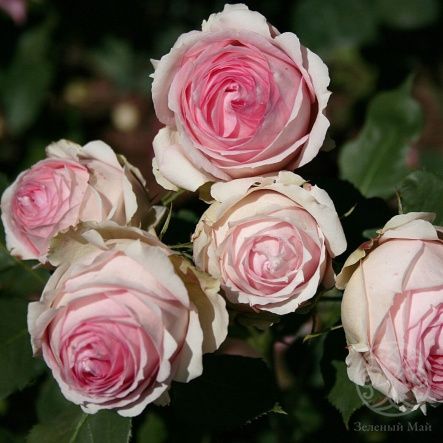 Роза Ферст Леди Штамб