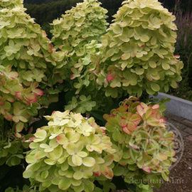 Гортензия Граффити метельчатая