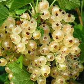 Смородина Версальская белая