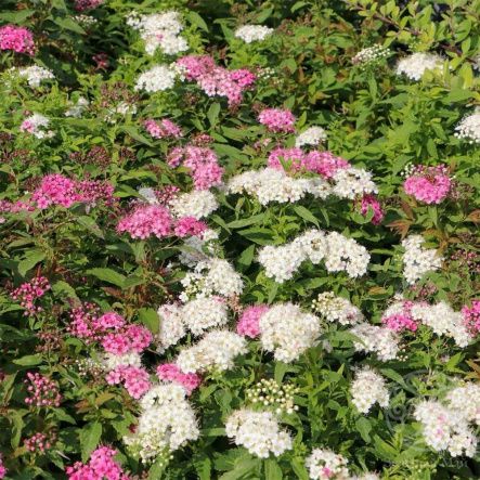 Спирея Генпей японская 