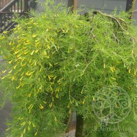 Карагана древовидная Walker