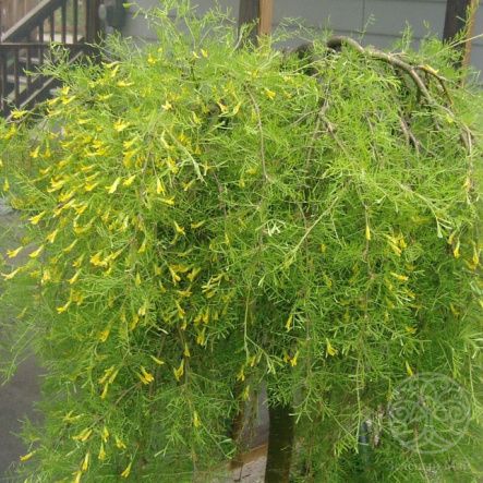 Карагана древовидная Walker