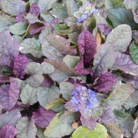 Живучка Бургунди Глоу ползучая 