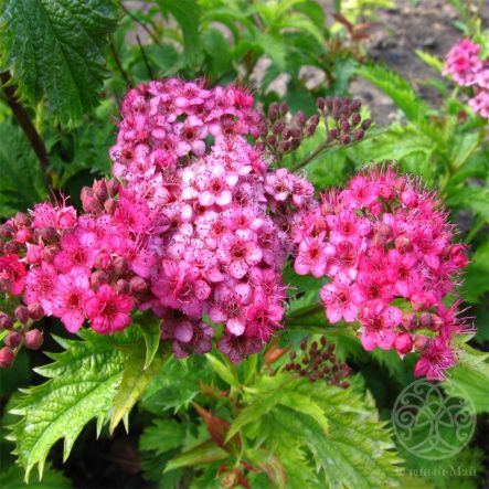 Спирея Криспа японская